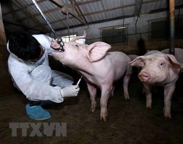 Animal inspection stations set up to prevent spread of African swine fever hinh anh 1