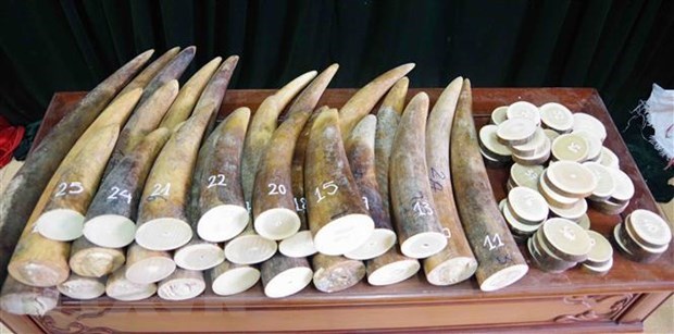 Da Nang customs uncovers 9.1 tonnes of goods suspected as tusks hinh anh 1