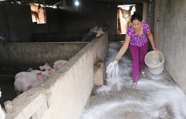 Two hotbeds of African swine fever virus found in Ha Nam hinh anh 1