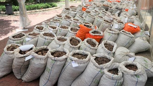 Singapore seizes nearly 13 tonnes of pangolin scales hinh anh 1