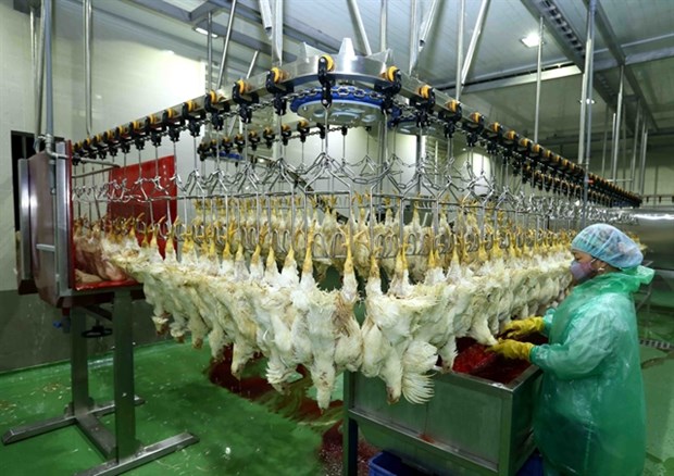 Poultry sector works hard to meet rising demand hinh anh 1
