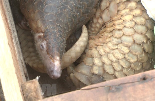 39 pangolins handed over to Cuc Phuong National Park hinh anh 1