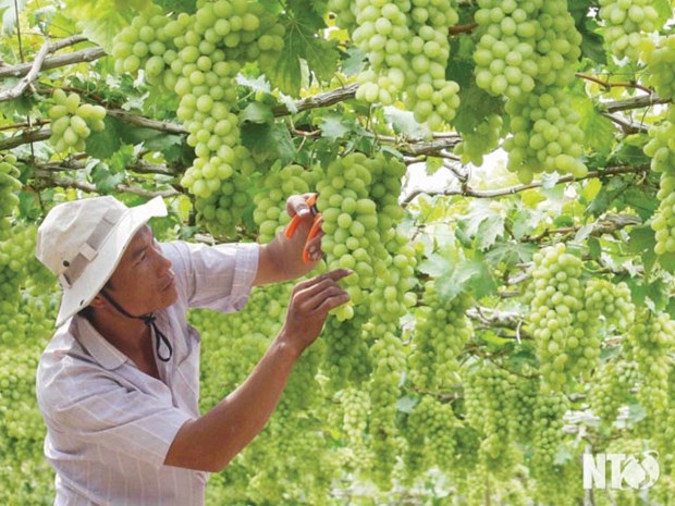 Ninh Thuan Grape and Wine Festival 2019 to take place in late April hinh anh 1