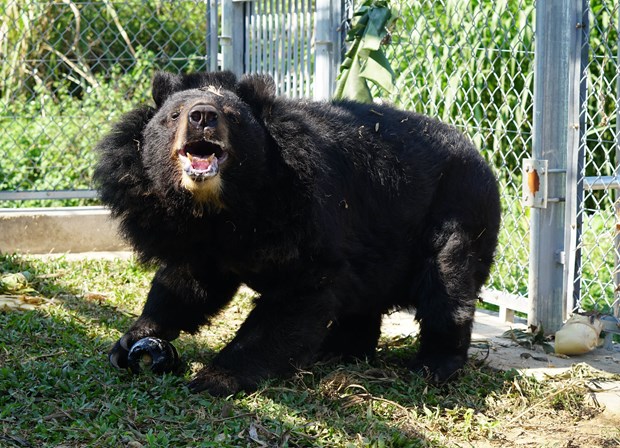 Bear conservation centre in Ninh Binh saves bile bears hinh anh 1