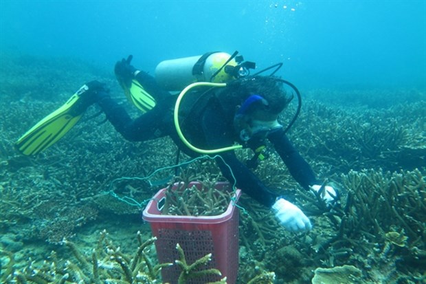 Con Dao conservationists take steps to save coral hinh anh 1