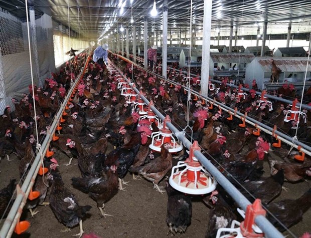 High supply to allow poultry firms to reach export markets hinh anh 1