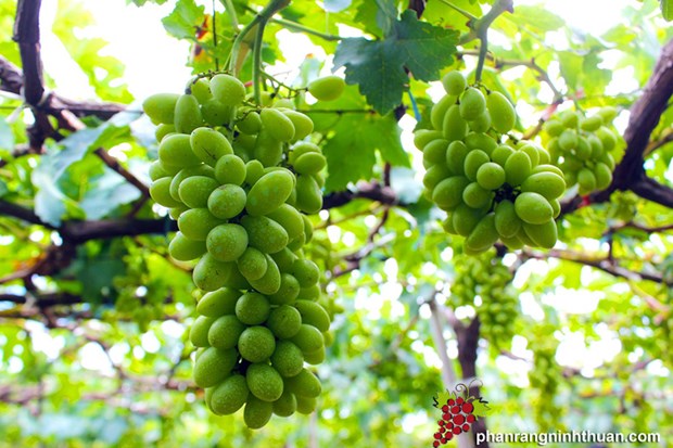 Ninh Thuan welcomes 120,000 visitors during Grape and Wine Festival hinh anh 1