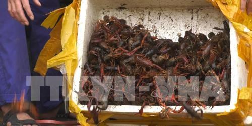 Ministry cracks down on trade, consumption of banned crawfish hinh anh 1