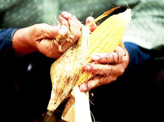 Philippines to import 300,000 tonnes of corn hinh anh 1
