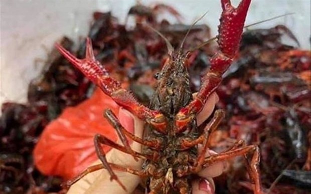 Market watchdog tightens fight against imports of banned crawfish hinh anh 1