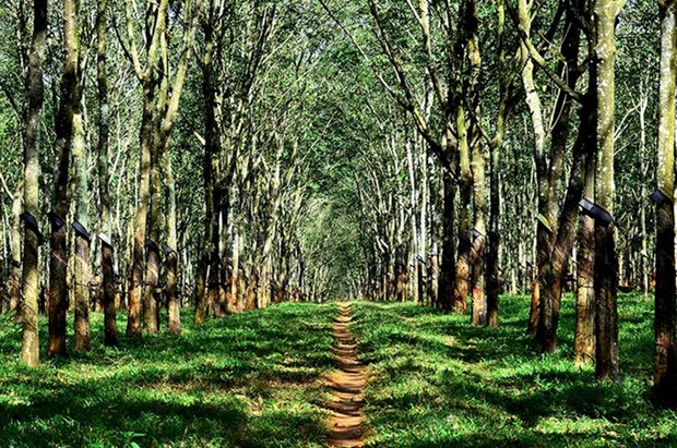 Vietnam Rubber Group plans FSC certification for rubber forests hinh anh 1