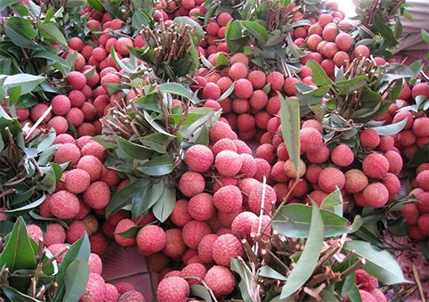 Measures sought to help Bac Giang export more lychee hinh anh 1