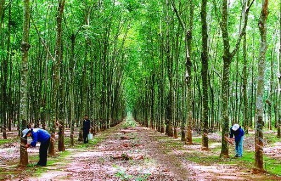 Vietnam earns 662 million USD from rubber exports hinh anh 1