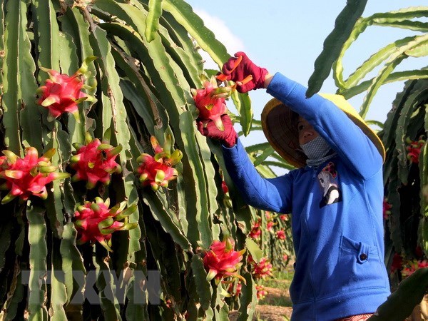High-quality dragon fruit varieties crucial to boosting exports hinh anh 1