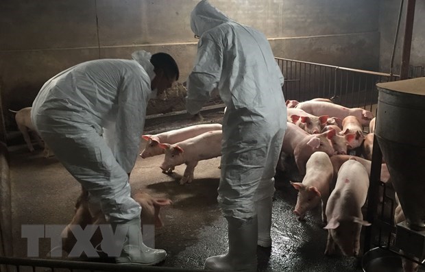 Nearly 2.5 million pigs culled due to African swine fever hinh anh 1