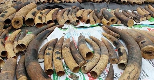 Over 7.4 tonnes of ivory, pangolin scales seized in Hai Phong hinh anh 1