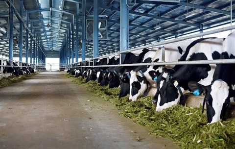 Vinamilk plans another dairy farm in Ha Tinh hinh anh 1