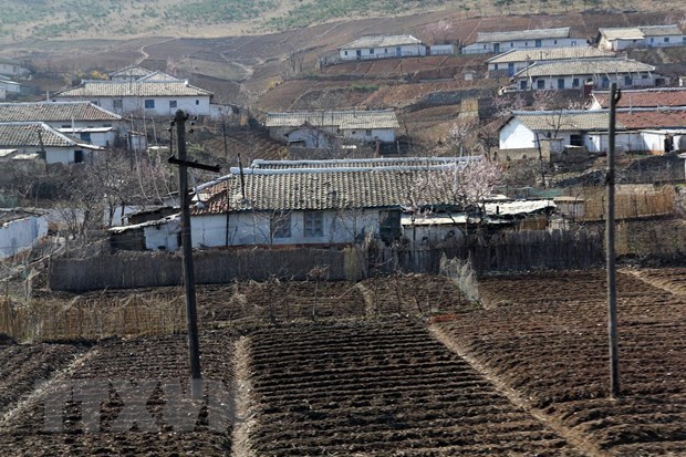 Vietnam helps DPRK natural disaster victims with 5,000 tons of rice hinh anh 1
