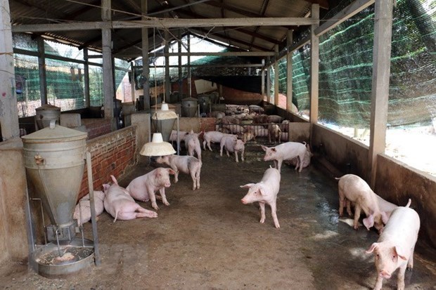 Thailand bans pig imports from Laos over swine fever fear hinh anh 1