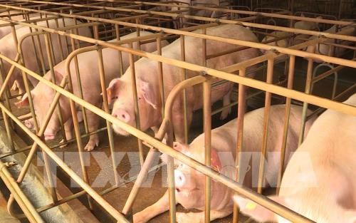 African swine fever breaks out in 60 provinces, cities hinh anh 1