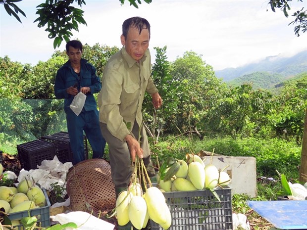 Clean production gets fruity in export hinh anh 1
