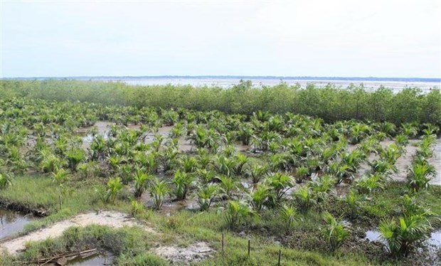 Vietnam moves to protect coastal forest hinh anh 1