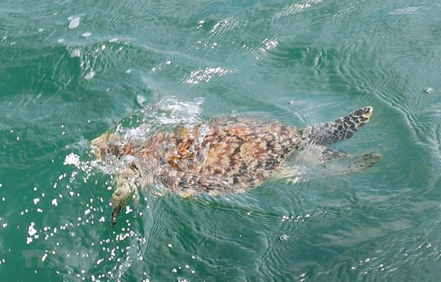 Rare sea turtle rescued in Ba Ria – Vung Tau hinh anh 1