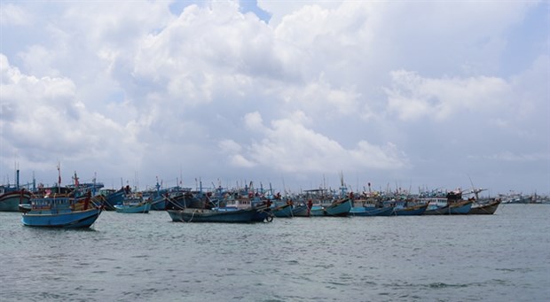 Binh Thuan province sees jump in seafood catch hinh anh 1