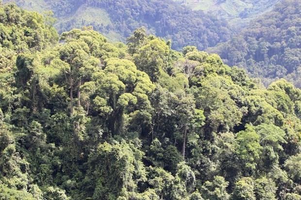 Quang Tri targets to triple FSC forest area in ten years hinh anh 1