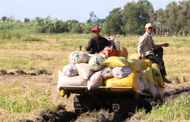 Summer-autumn rice yield increases in southern region hinh anh 1