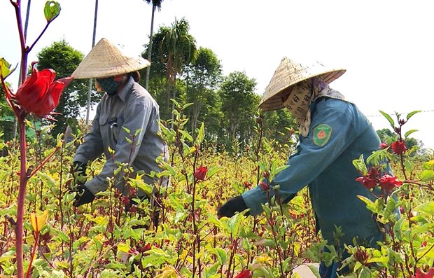 Measures deployed to lure more investment to agriculture hinh anh 1