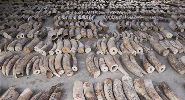 Singapore seizes record haul of illegal ivory hinh anh 1