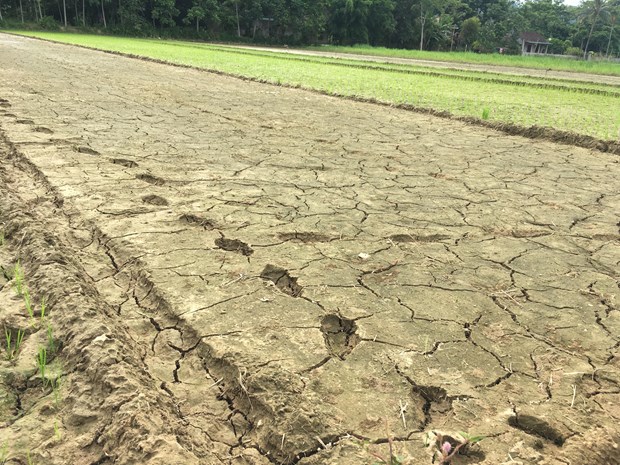 Prime Minister requests urgent actions to cope with drought hinh anh 1