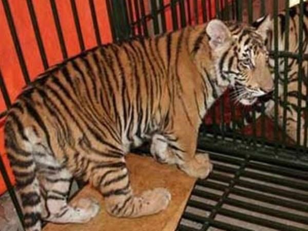 Wildlife crime challenges Vietnam’s tiger conservation efforts hinh anh 1