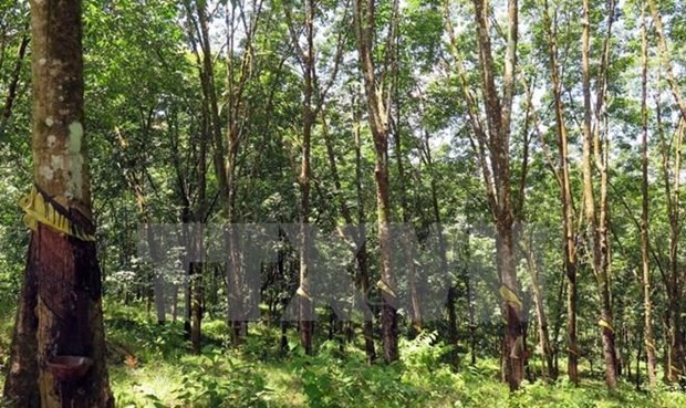 Forestry sector enjoys 4.57 bln USD in 7-month trade surplus hinh anh 1