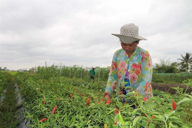 Climate-change adaptation models help farmers escape poverty hinh anh 1
