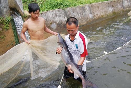 Caged-sturgeon breeding brings high incomes to mountainous farmers hinh anh 1