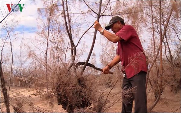 Drought in Phu Yen destroys several thousands of hectares of forest hinh anh 1