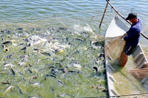 Dong Thap grants identification numbers to tra fish ponds hinh anh 1