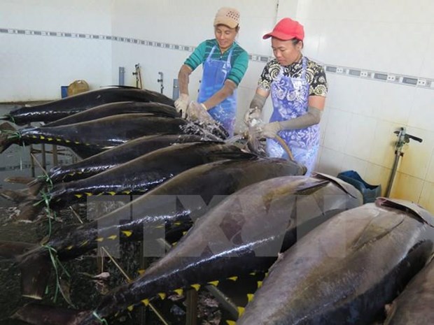 Greece increases imports of Vietnamese tuna hinh anh 1