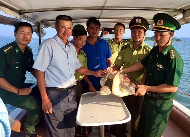 Quang Ninh reintroduces green sea turtle into the wild hinh anh 1