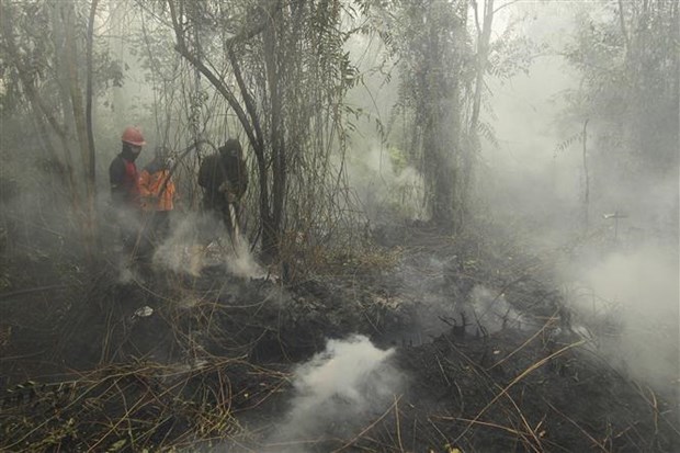 Malaysian government asks firms to control fires abroad hinh anh 1