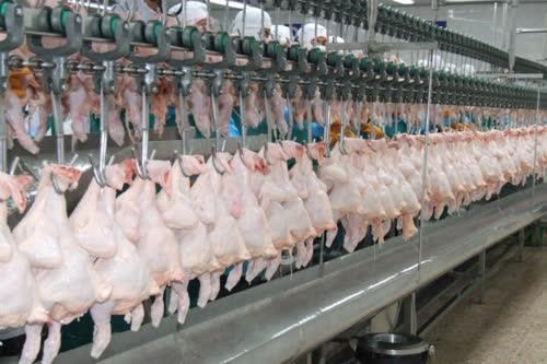 Thailand’s chicken exports to China surge hinh anh 1