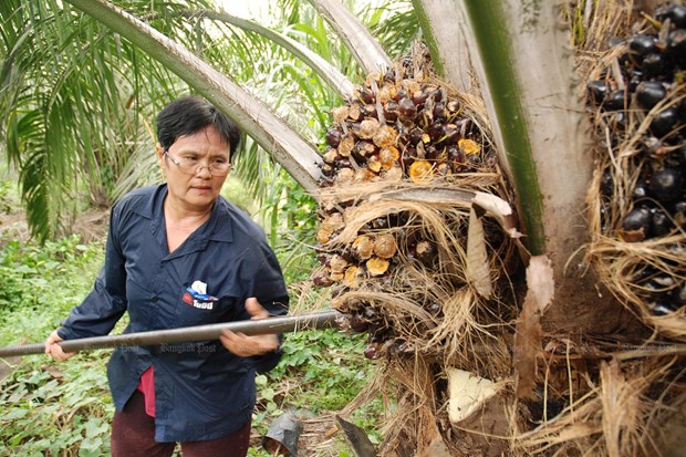 Thailand plans to increase oil palm price support measures hinh anh 1