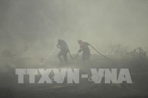 Indonesia mulls 113 million USD to tackle forest fires hinh anh 1