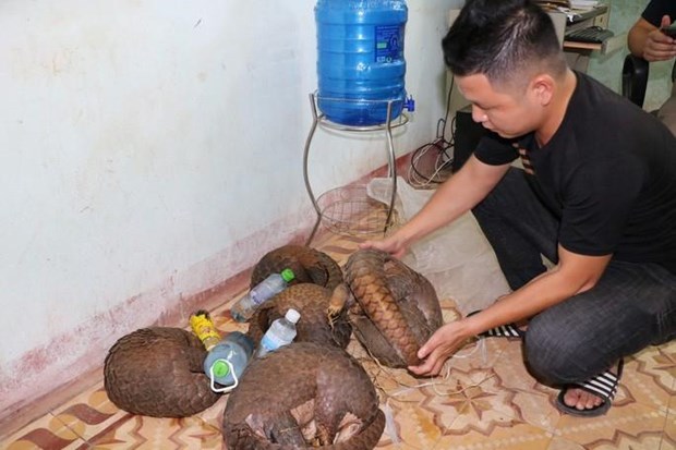 Quang Tri: Wildlife trafficker arrested, five pangolins rescued hinh anh 1