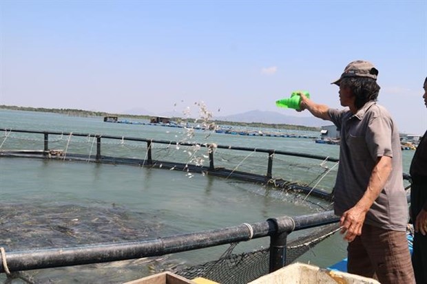 Vietnam begins to realise marine aquaculture potential hinh anh 1