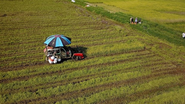 Land policies restrain Vietnam’s agricultural development hinh anh 1