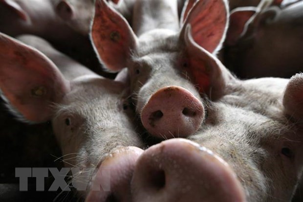 Philippines intensifies control over African swine fever hinh anh 1