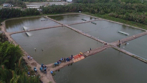 Bac Lieu to expand 2 sustainable shrimp farming models hinh anh 1